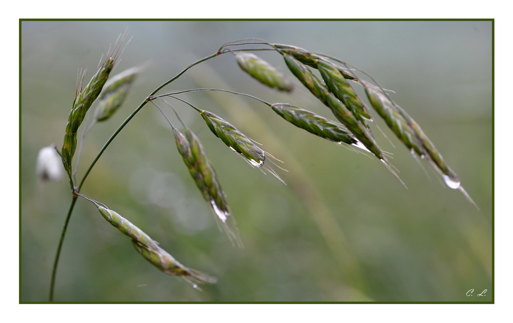 Gräser im Regen