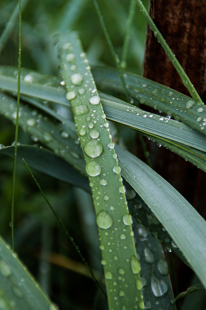 Gräser im Regen