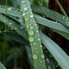 Gräser im Regen