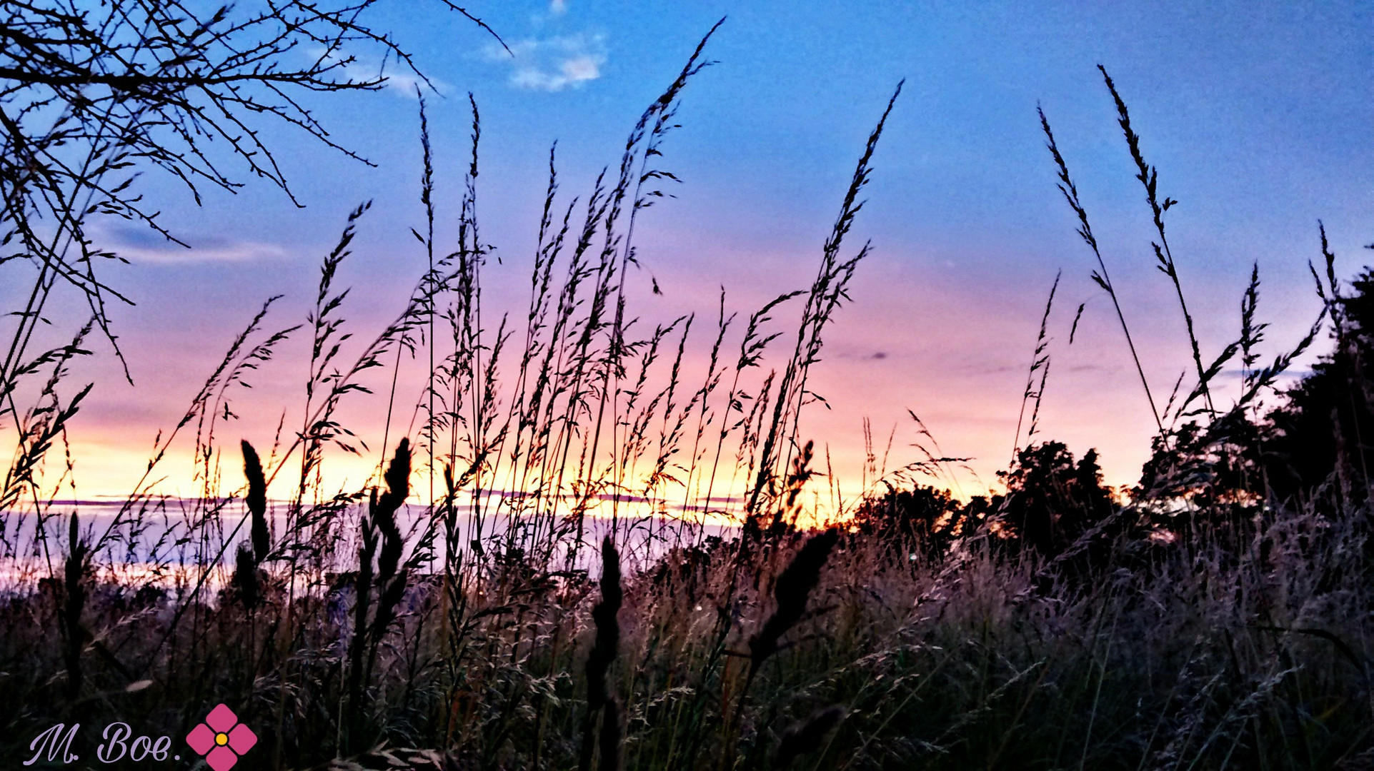 Gräser im rosa-blauen Abendhimmel