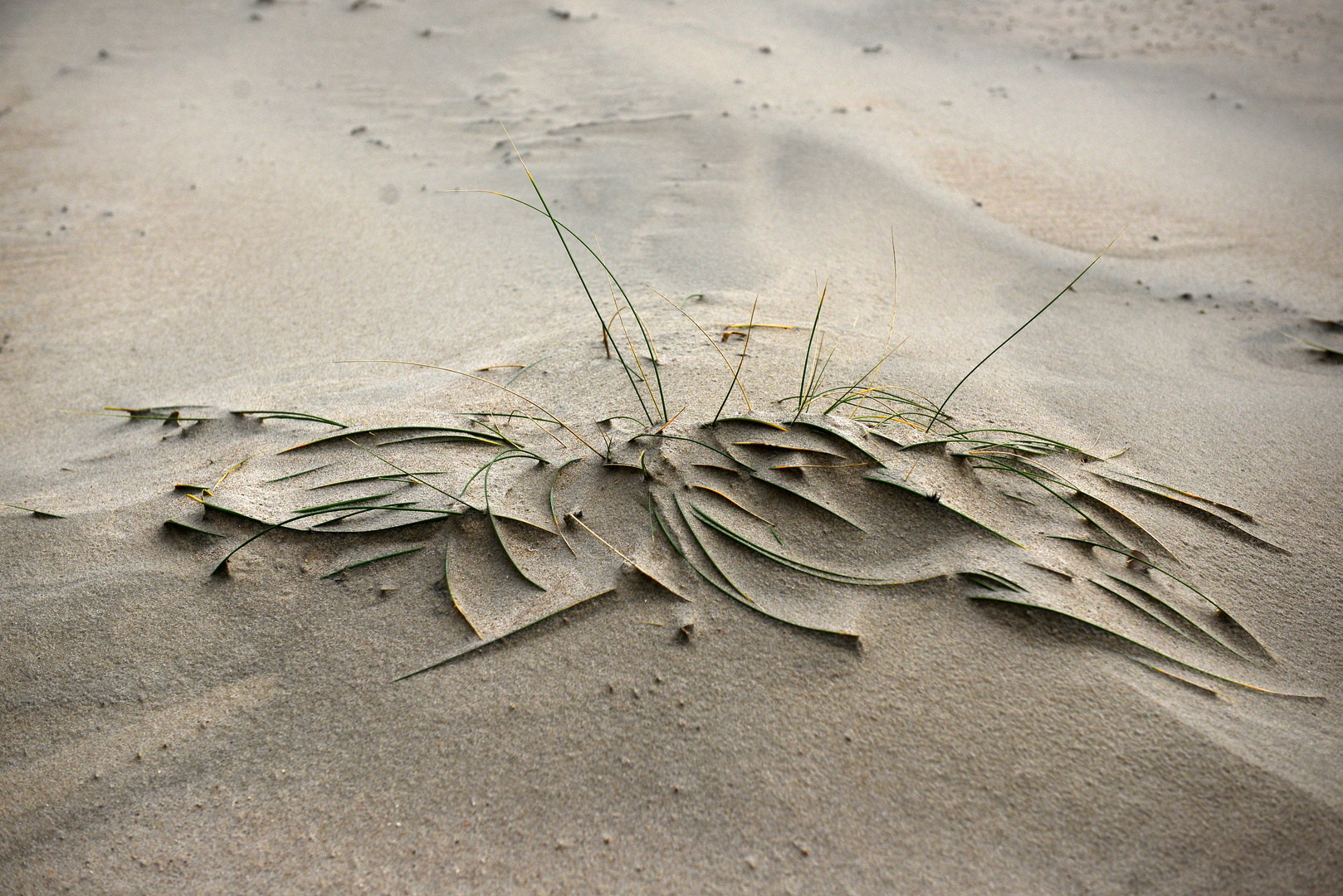 Gräser im Sand.