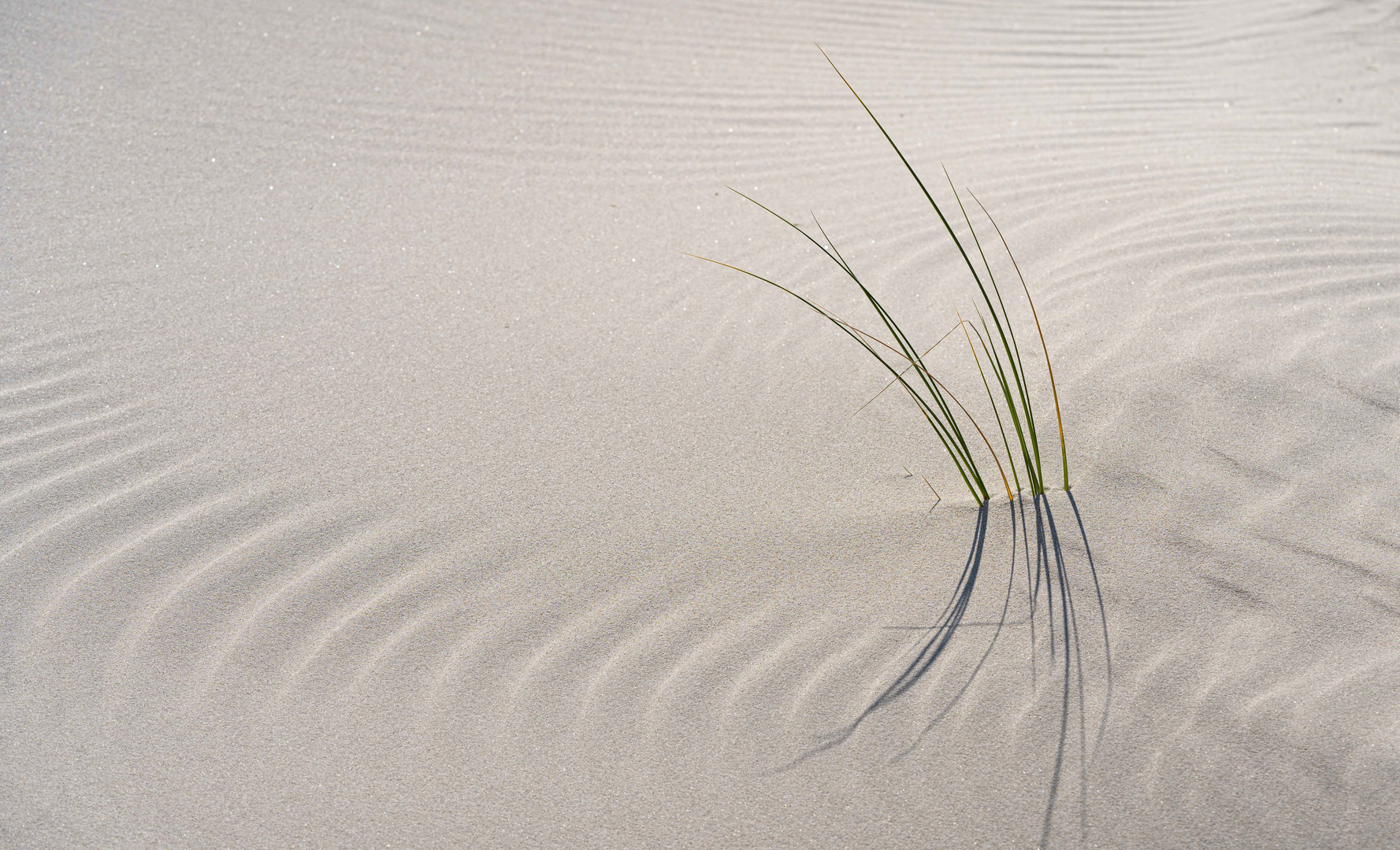 Gräser im Sand