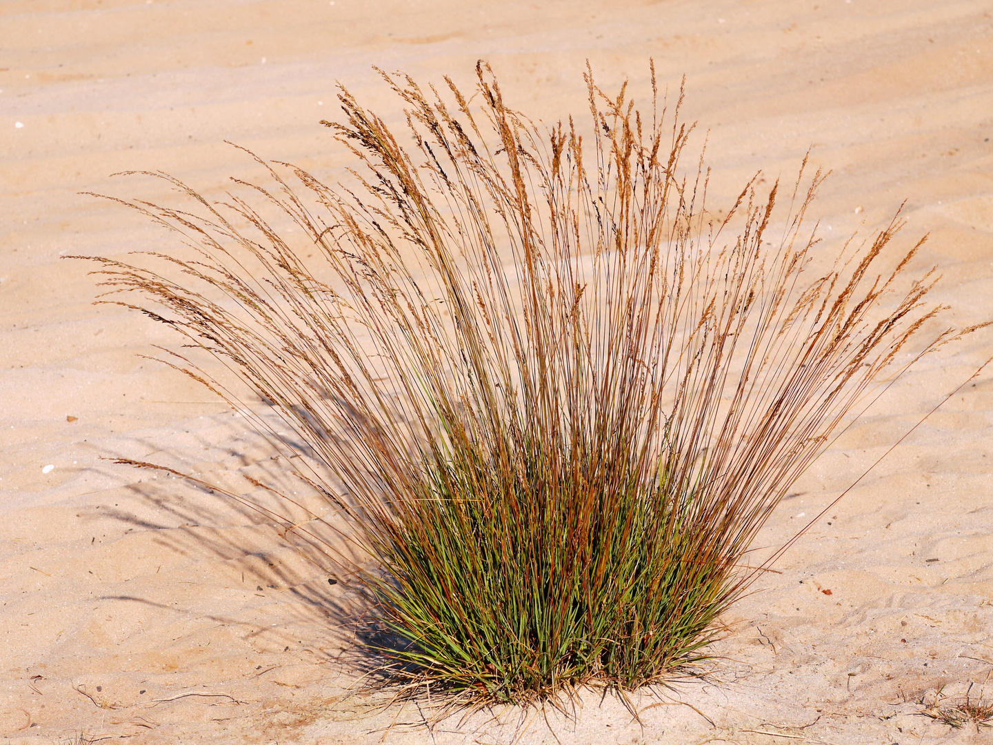 Gräser im Sand