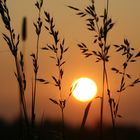 Gräser im Schein der untergehenden Sonne