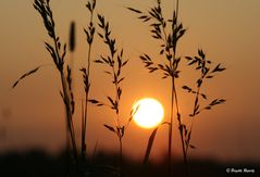 Gräser im Schein der untergehenden Sonne