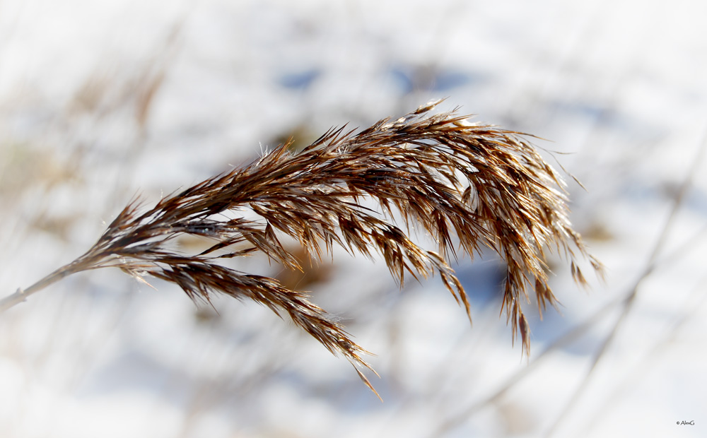 Gräser im Schnee