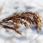 Gräser im Schnee