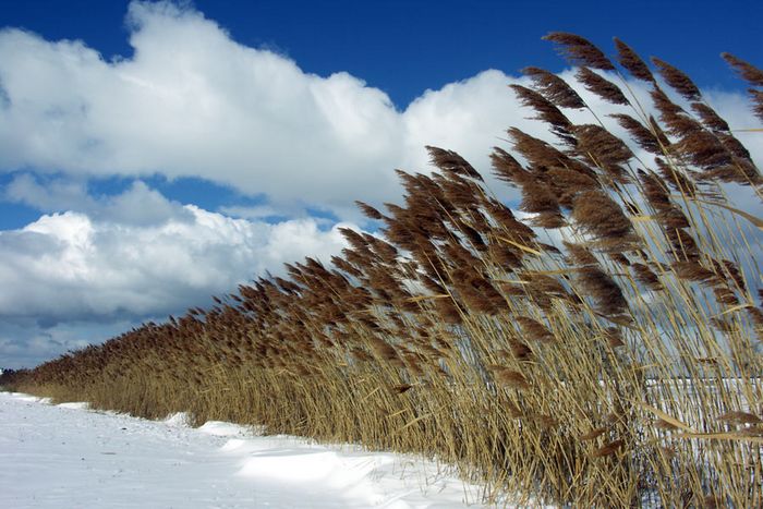 Gräser im Schnee