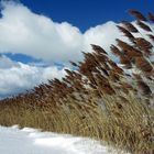 Gräser im Schnee