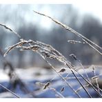 Gräser im Schnee