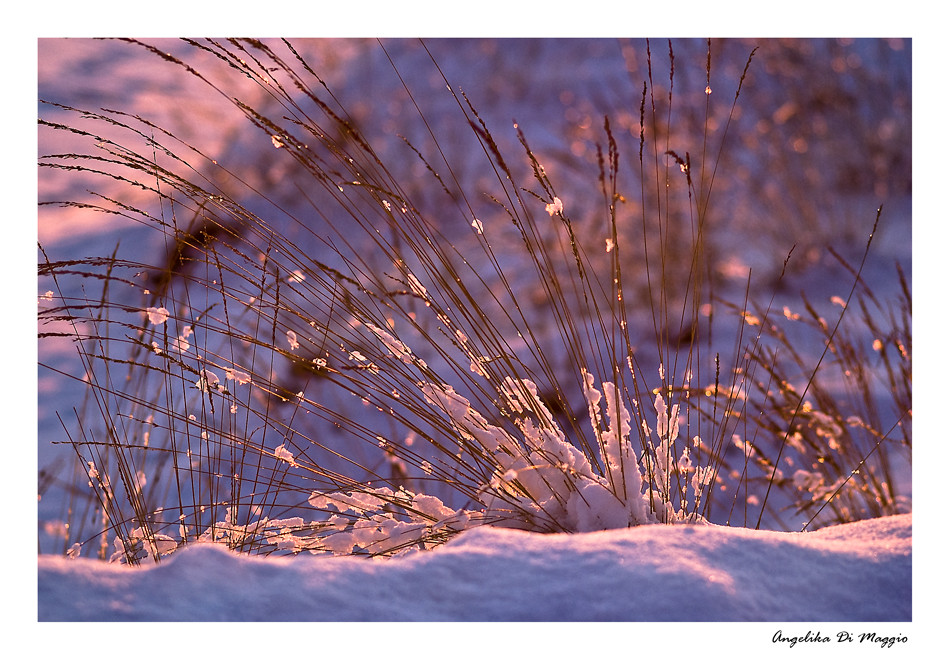 Gräser im Schnee