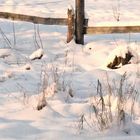 Gräser im Schnee