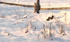 Gräser im Schnee