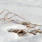 Gräser im Schnee