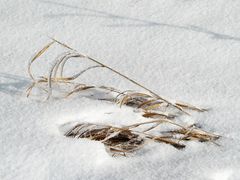 Gräser im Schnee