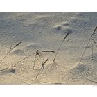 Gräser im Schnee ...