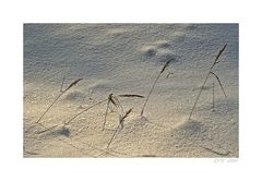 Gräser im Schnee ...