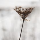 Gräser im Schnee