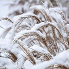 Gräser im Schnee