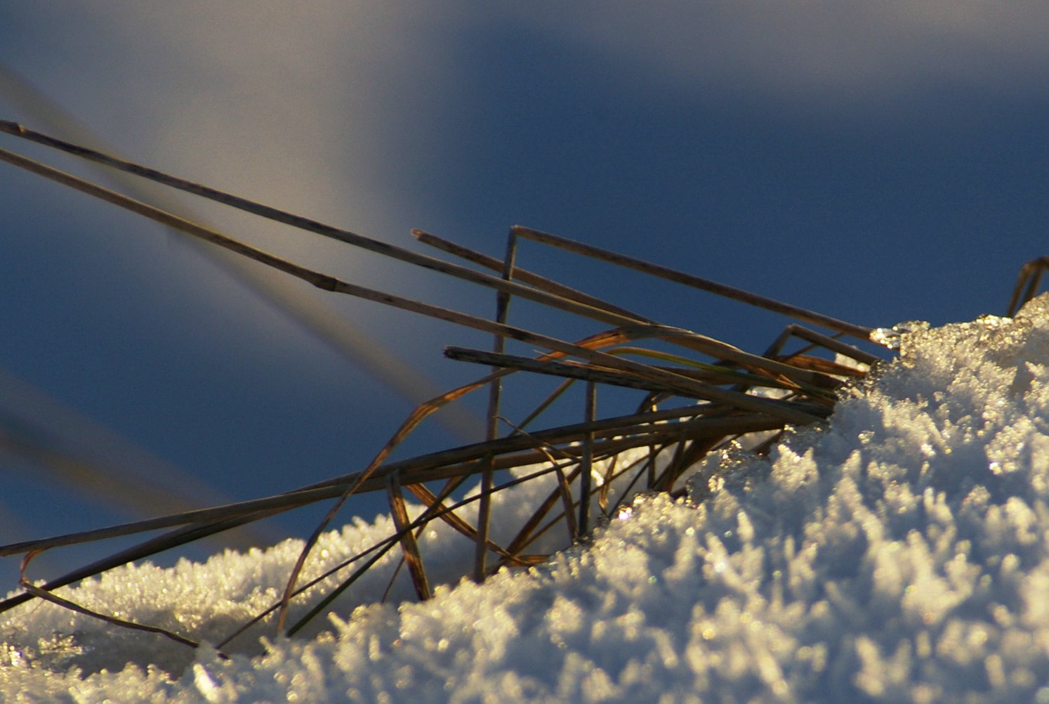 Gräser im Schnee