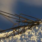 Gräser im Schnee