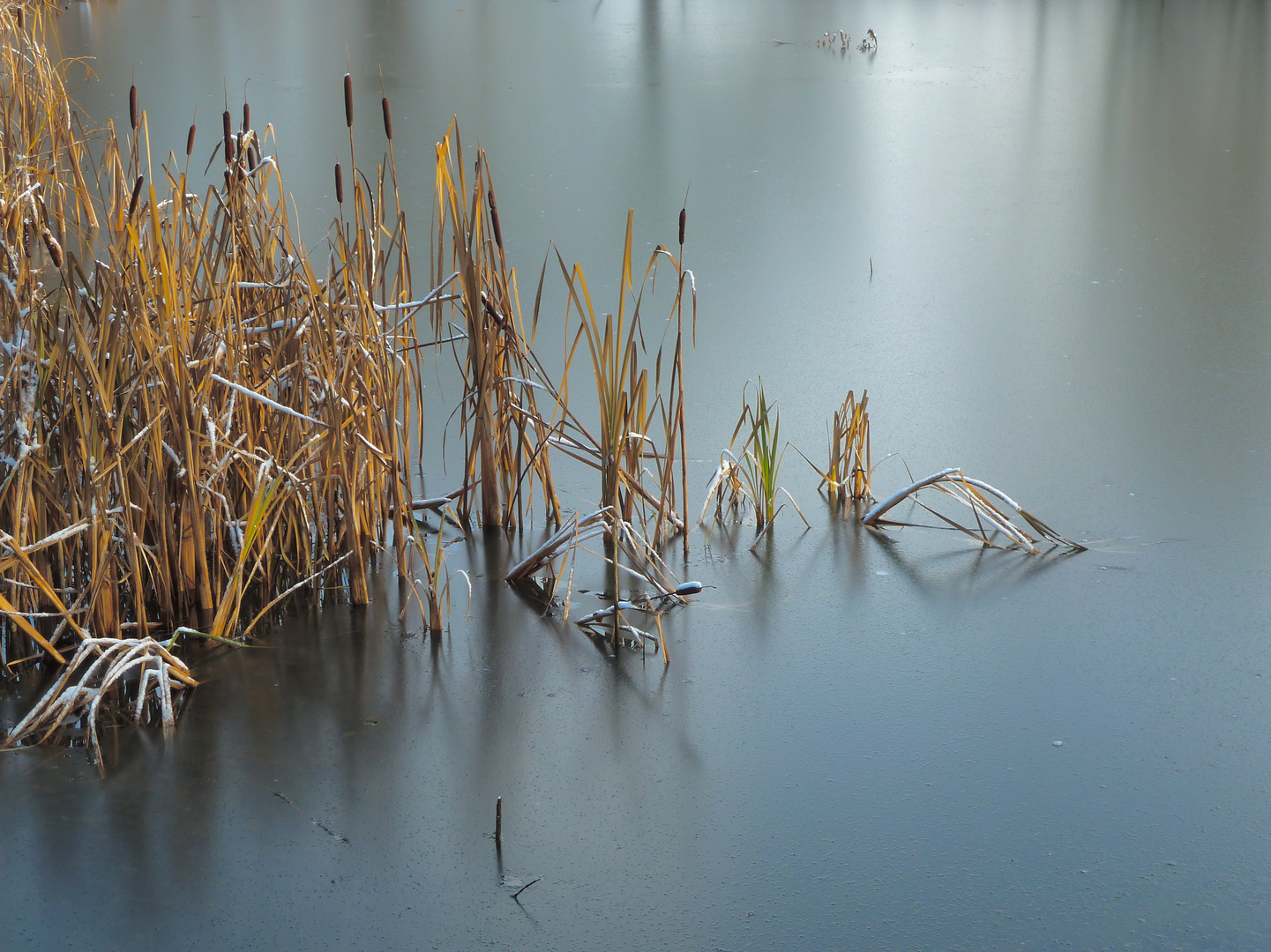 Gräser im See