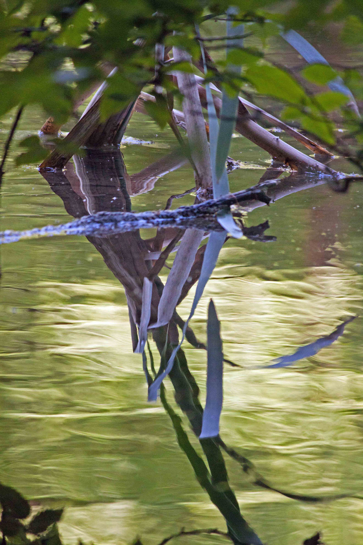 Gräser im See