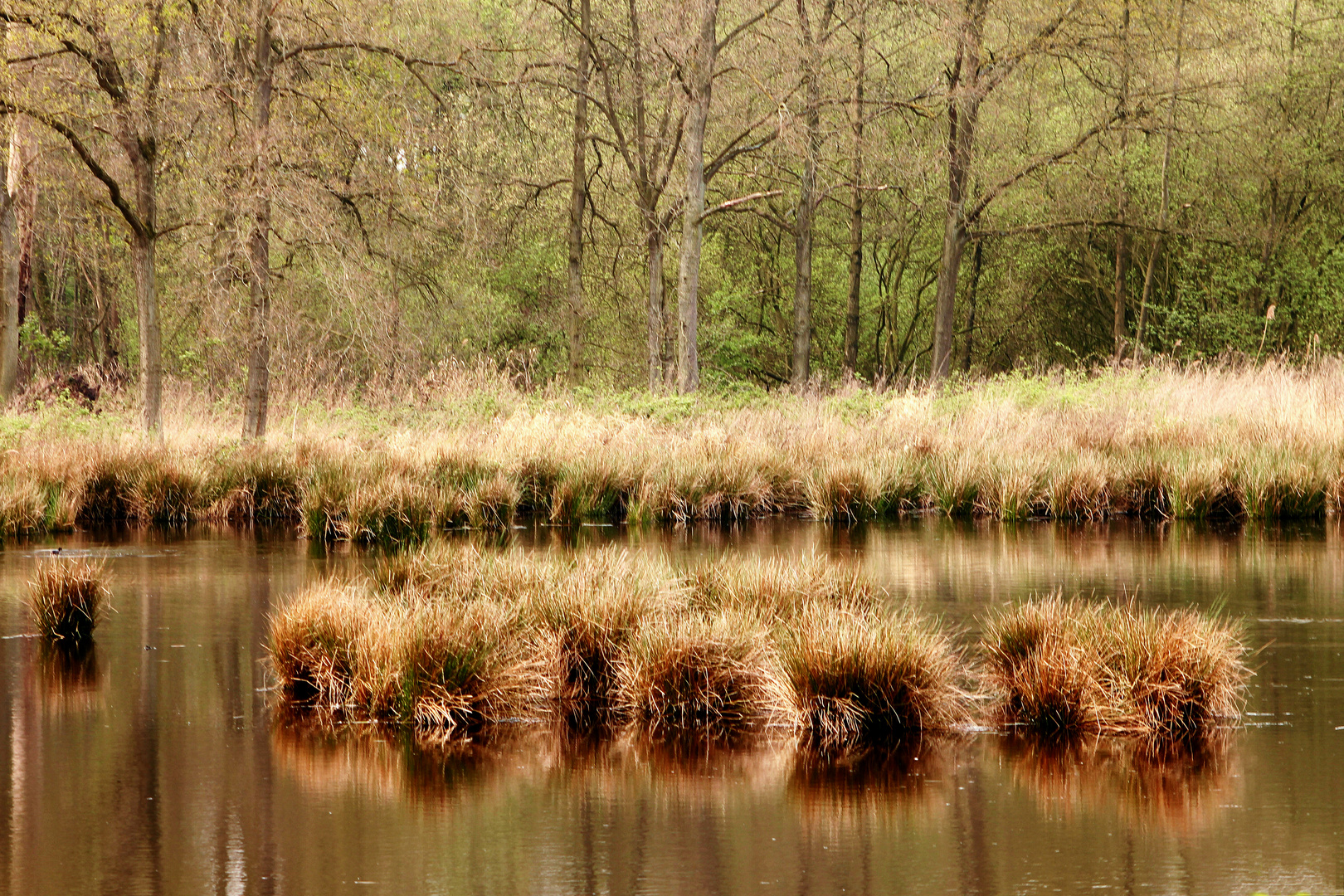 Gräser im See