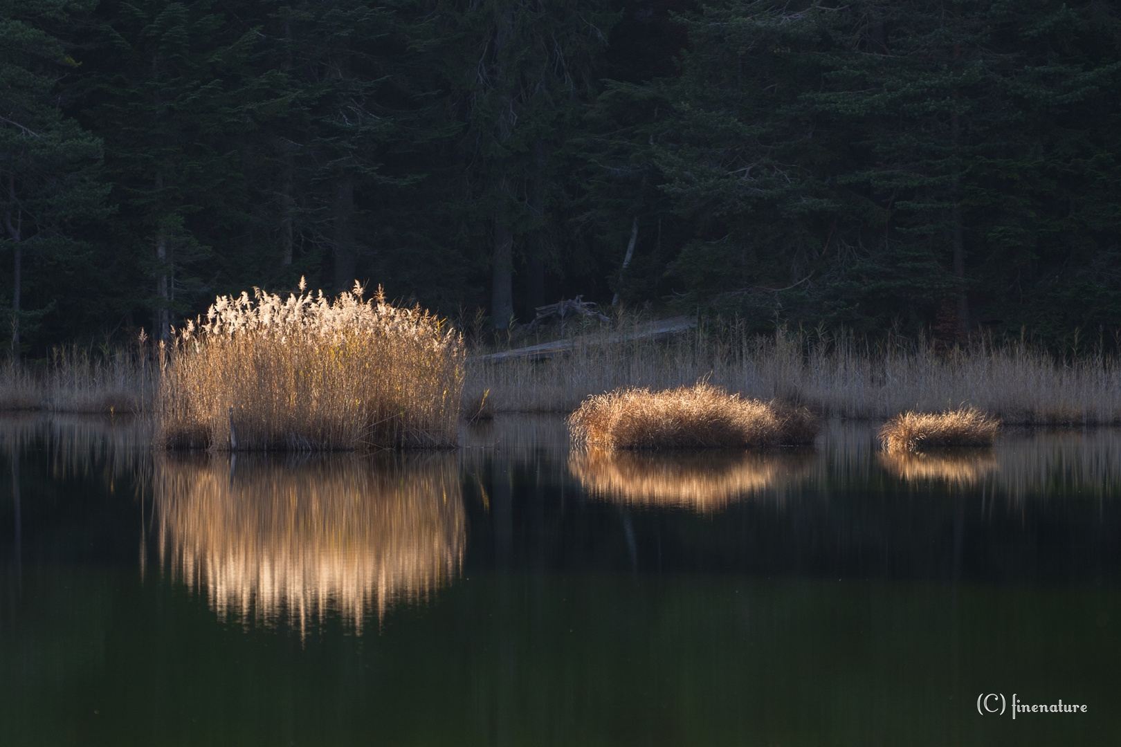 Gräser im See I