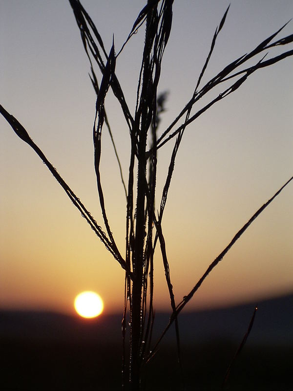 Gräser im Sonnenaufgang