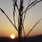 Gräser im Sonnenaufgang