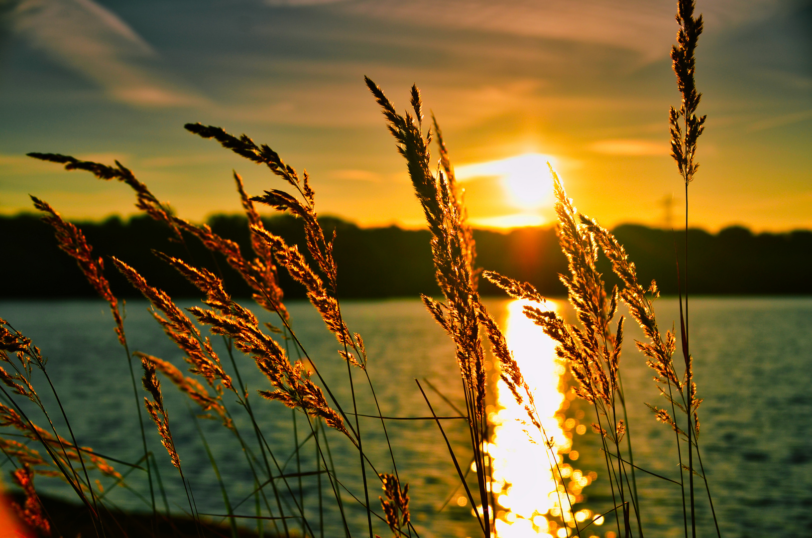 Gräser im Sonnenaufgang