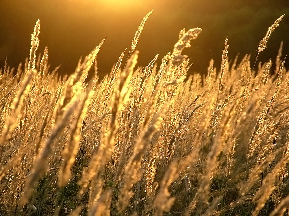 Gräser im Sonnenlicht