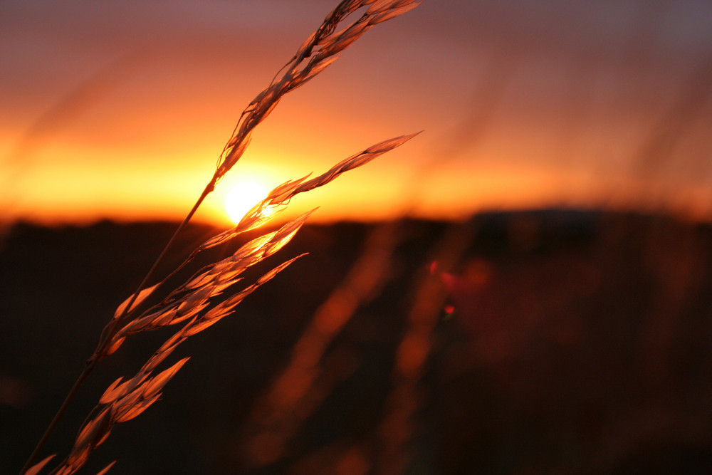 Gräser im Sonnenlicht