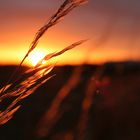 Gräser im Sonnenlicht