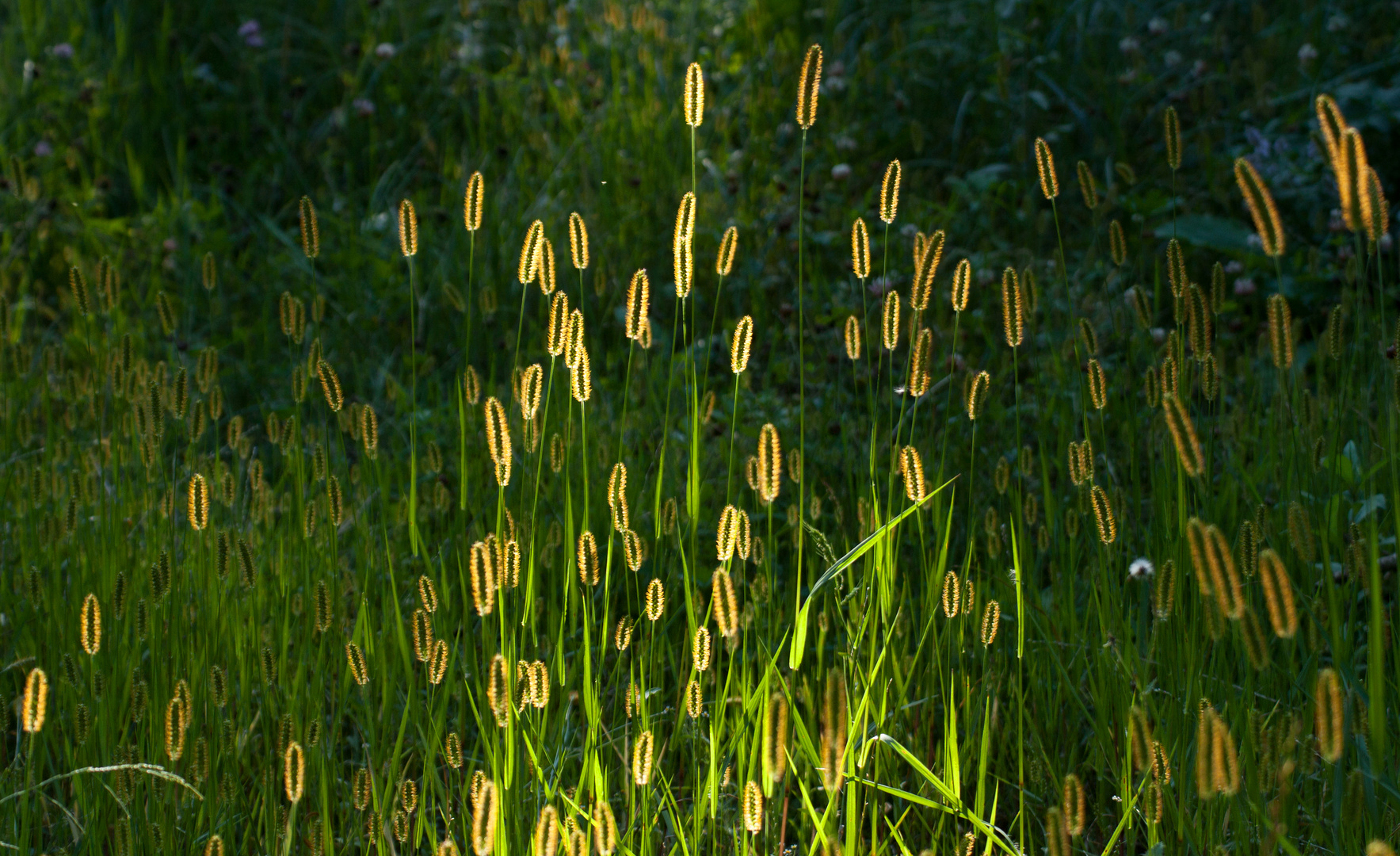 Gräser im Sonnenlicht