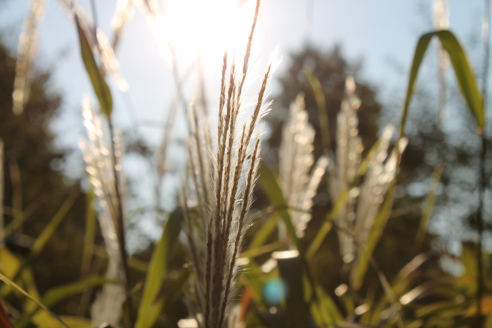 Gräser im Sonnenlicht