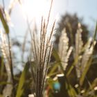 Gräser im Sonnenlicht