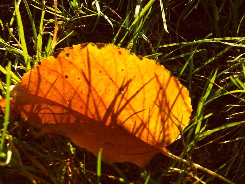 Gräser im Sonnenlicht durch herabgefallenes Blatt