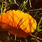 Gräser im Sonnenlicht durch herabgefallenes Blatt