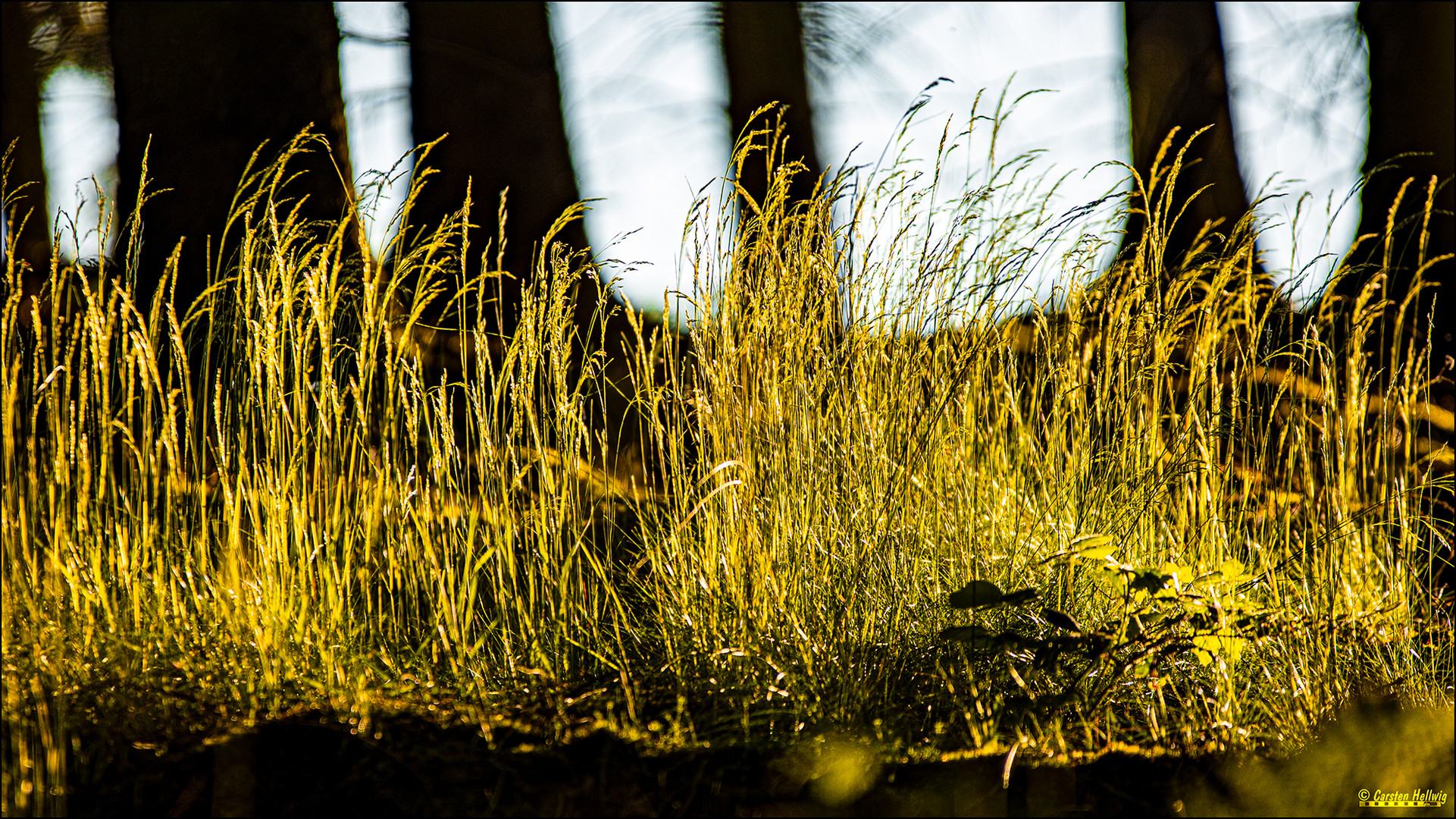 Gräser im Sonnenschein