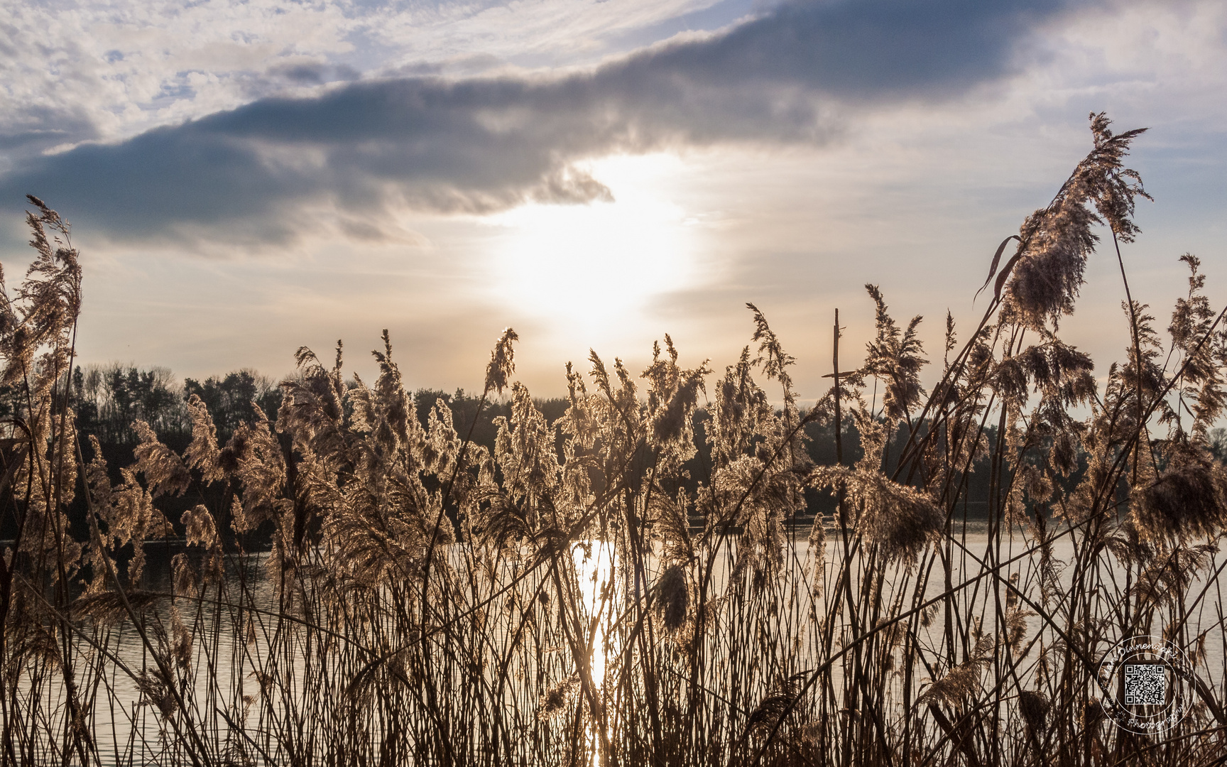 Gräser im Sonnenschein