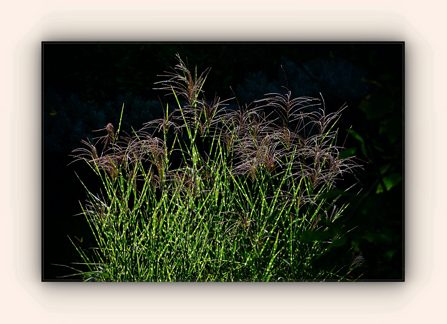 Gräser im Sonnenschein