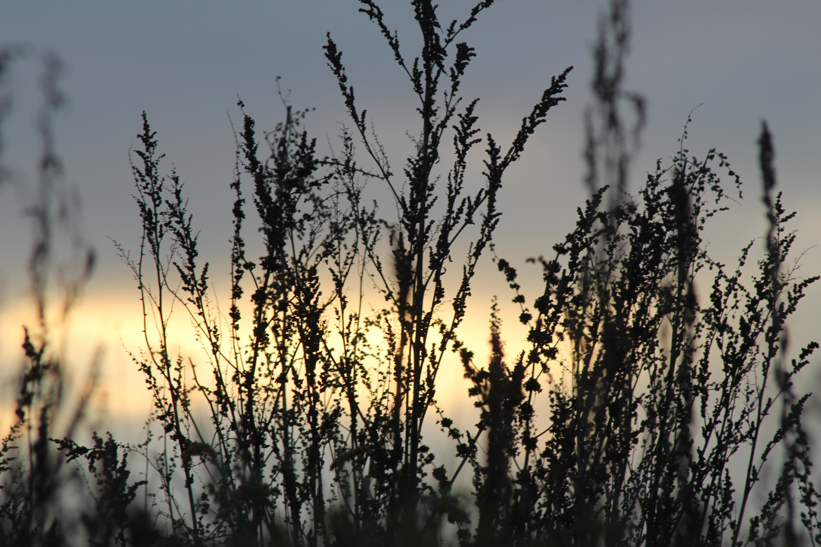 Gräser im Sonnenuntergang