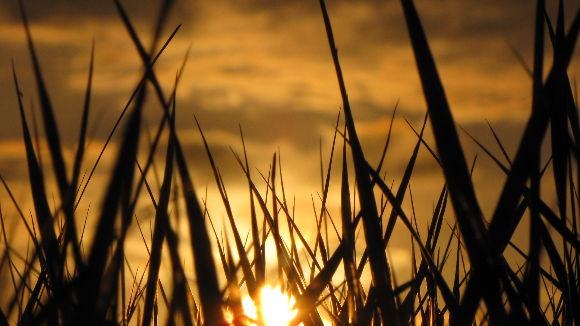 Gräser im Sonnenuntergang