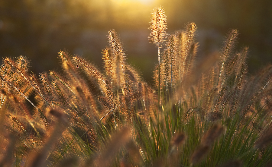 Gräser im Sonnenuntergang