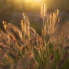 Gräser im Sonnenuntergang