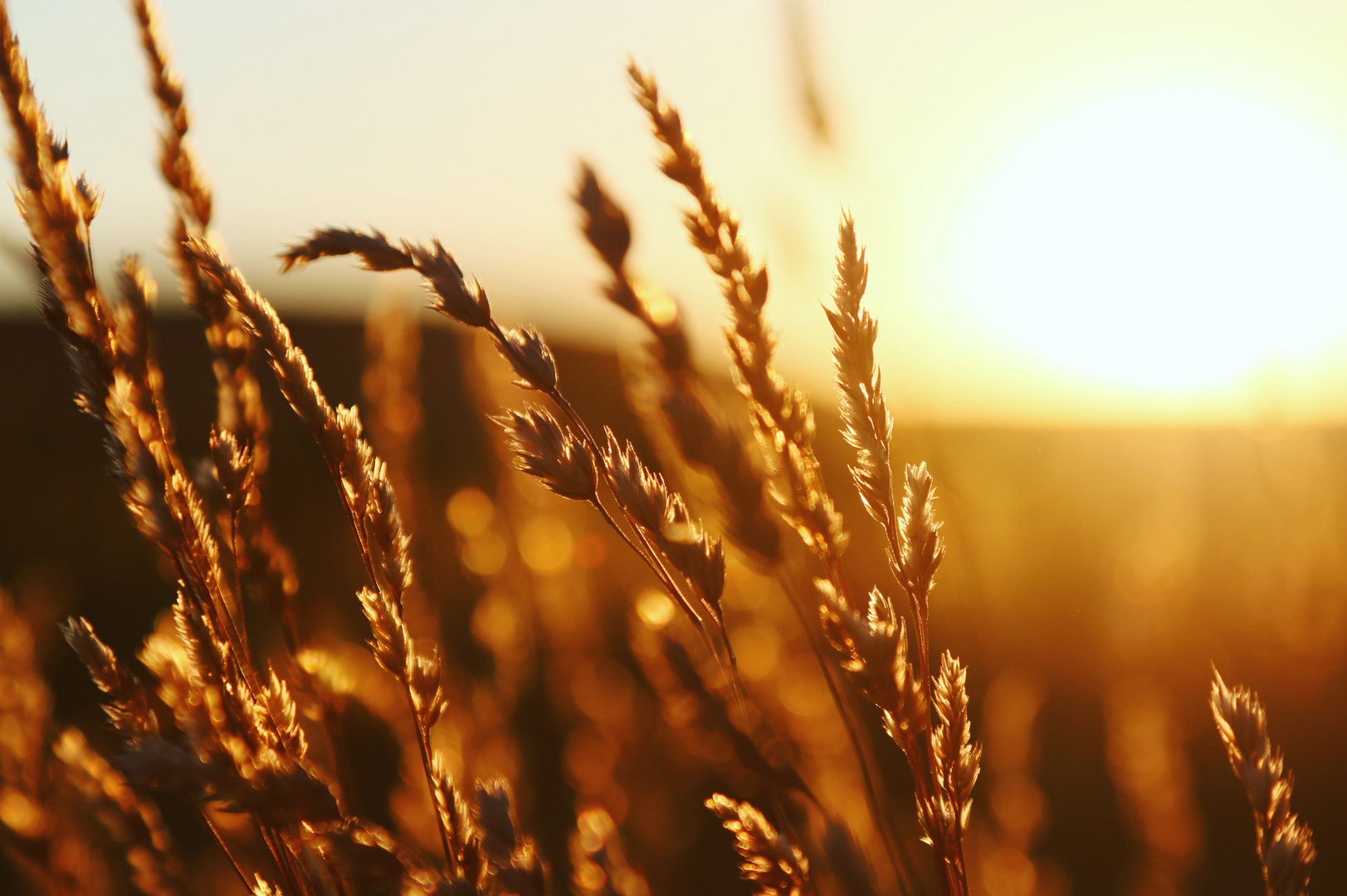 Gräser im Sonnenuntergang 