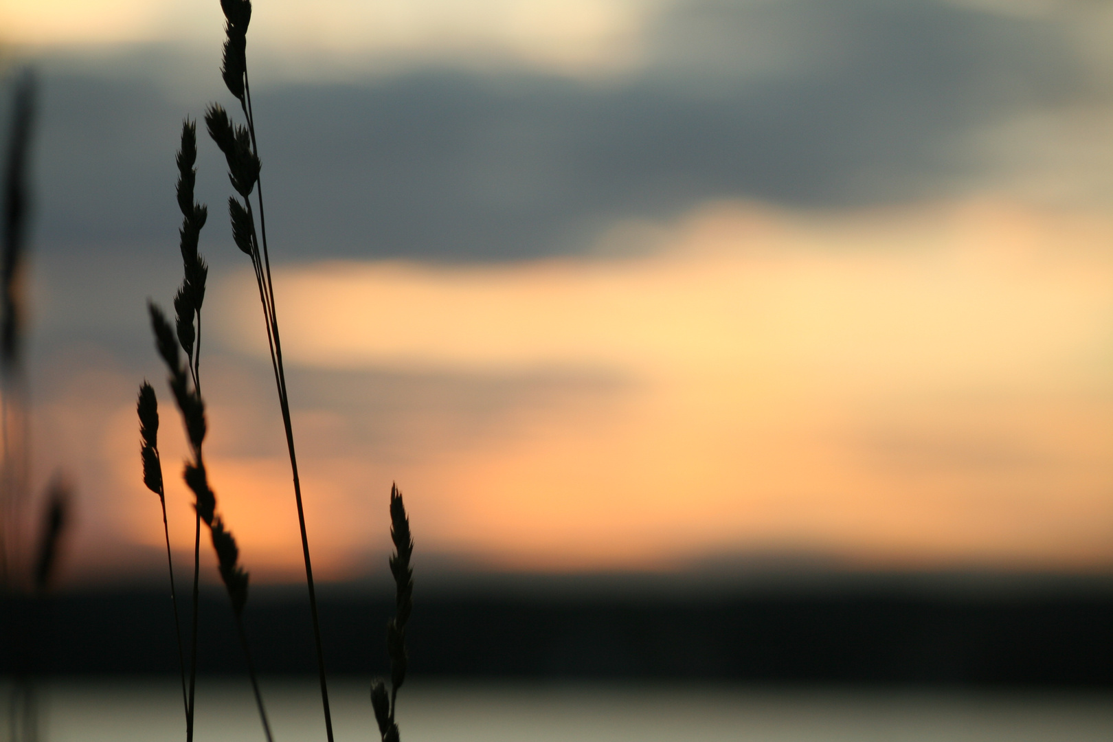 Gräser im Sonnenuntergang