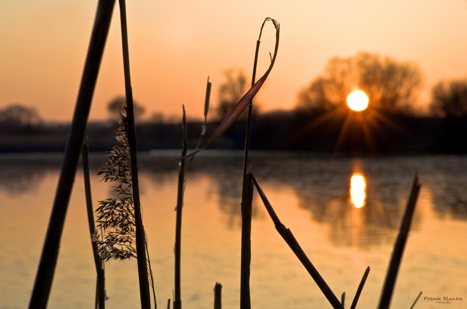 Gräser im Sonnenuntergang